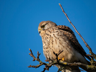 Turmfalke (Falco tinnunculus)