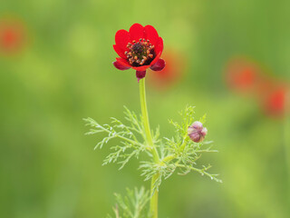 Red flowers of the large pheasant eye on a meadow in spring, Adonis flammea