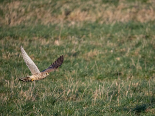 Turmfalke (Falco tinnunculus)