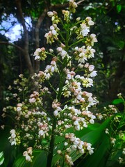 Xiphidium is a genus of herbal plants in the family Haemodoraceae #2