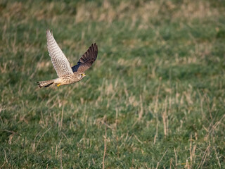 Turmfalke (Falco tinnunculus)