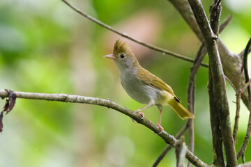 white-bellied erpornis or Erpornis zantholeuca or white-bellied yuhina , at Dehing Patkai in Assam, India