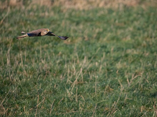 Turmfalke (Falco tinnunculus)