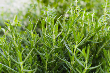 Herb plant in the garden