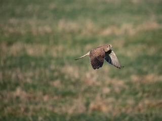 Turmfalke (Falco tinnunculus)
