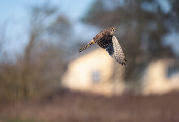 Turmfalke (Falco tinnunculus)