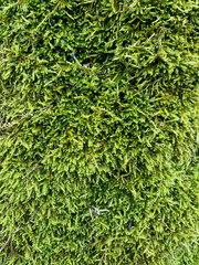 A lush growth of bright green, thick and fluffy moss on a tree. Cute photo of soft forest moss.