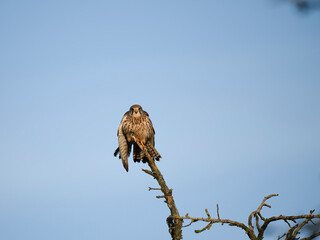 Turmfalke (Falco tinnunculus)