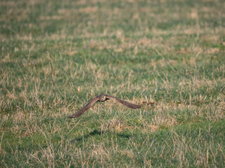 Turmfalke (Falco tinnunculus)