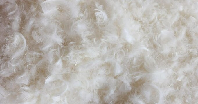 Soft white down feathers collected to fill pillows. White feather for filling a pillow or toys closeup