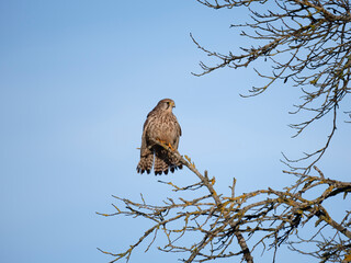 Turmfalke (Falco tinnunculus)
