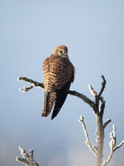 Turmfalke (Falco tinnunculus)