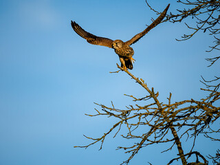 Turmfalke (Falco tinnunculus)