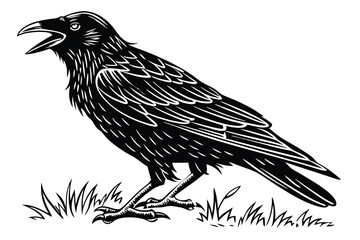 crow on a white background