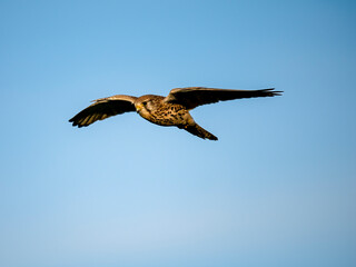 Turmfalke (Falco tinnunculus)