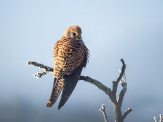 Turmfalke (Falco tinnunculus)