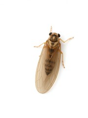 Close up view of a translucent cicada wing against a plain white background, delicate, close up