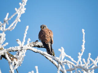 Turmfalke (Falco tinnunculus)
