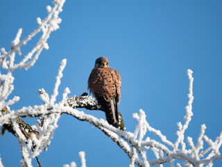Turmfalke (Falco tinnunculus)