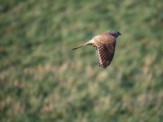 Turmfalke (Falco tinnunculus)
