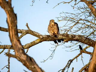Turmfalke (Falco tinnunculus)