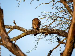 Turmfalke (Falco tinnunculus)
