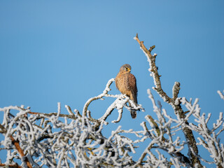 Turmfalke (Falco tinnunculus)