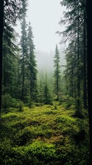Fototapeta premium Lush Evergreen Forest Surrounded by Mist in a Serene Landscape, Inviting Nature Lovers and Adventurers to Explore the Tranquil Wilderness