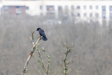 Carrion Crow perched on a tree branch. Corvus corone. Mount San Isidro Public Park, Leon, Spain.