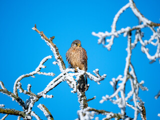 Turmfalke (Falco tinnunculus)