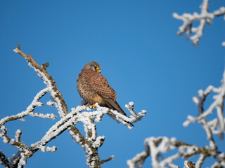 Turmfalke (Falco tinnunculus)