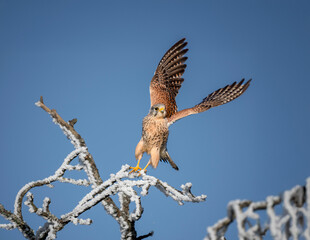 Turmfalke (Falco tinnunculus)