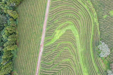 Fototapeta premium Aerial drone top view over Cha Gorreana tea plantation, island of São Miguel, Azores archièlago. Portugal