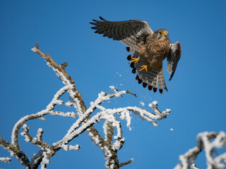 Turmfalke (Falco tinnunculus)