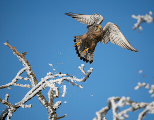 Turmfalke (Falco tinnunculus)