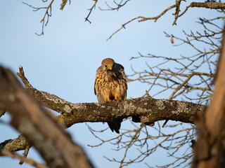 Turmfalke (Falco tinnunculus)