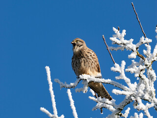 Turmfalke (Falco tinnunculus)