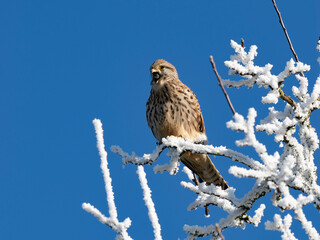 Turmfalke (Falco tinnunculus)