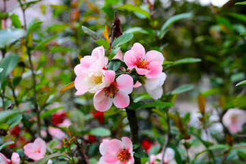 Pink quince flower with green leaves