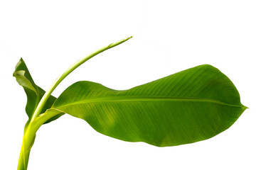 Obraz premium Banana leaf on white background.