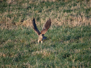 Turmfalke (Falco tinnunculus)