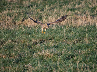 Turmfalke (Falco tinnunculus)