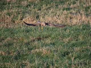 Turmfalke (Falco tinnunculus)