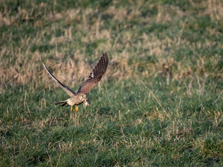Turmfalke (Falco tinnunculus)