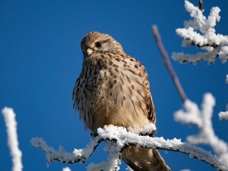 Turmfalke (Falco tinnunculus)
