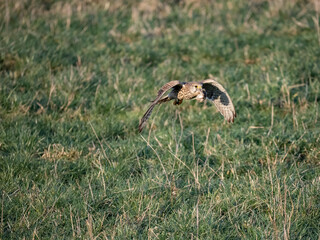 Turmfalke (Falco tinnunculus)