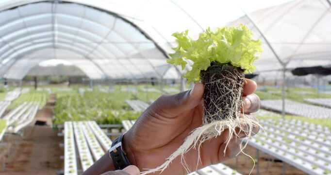 Holding hydroponic lettuce plant, farmer inspecting roots in greenhouse garden