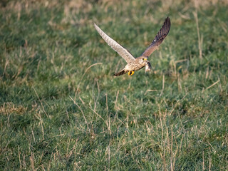 Turmfalke (Falco tinnunculus)