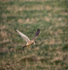 Turmfalke (Falco tinnunculus)