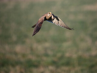 Turmfalke (Falco tinnunculus)